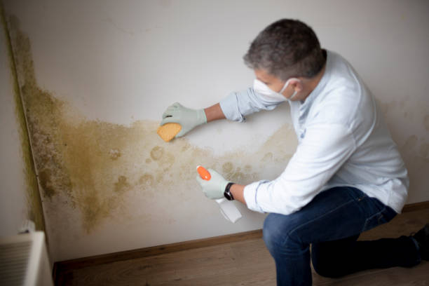 Best Mold Removal for HVAC Installations  in Rigby, ID