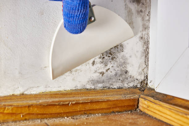 Best Dehumidification Services  in Rigby, ID